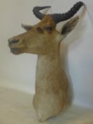 A 19th century Rowland Ward taxidermy study of a Hartebeest, with label to verso