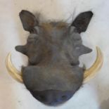 A taxidermy study of a Warthog head