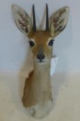 A taxidermy study of a baby springbok