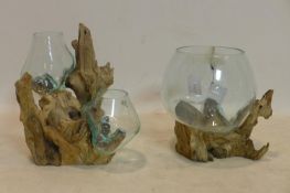 Two terrariums, with molten glass vases on teak root bases, H.29cm; H.27cm (2)