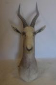 A taxidermy study of a Gazelle head