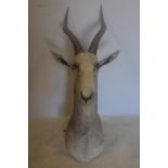 A taxidermy study of a Gazelle head