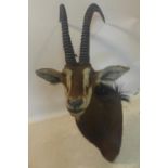 A taxidermy study of a Sable head