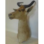 A 19th century Rowland Ward taxidermy study of a Hartebeest, with label to verso