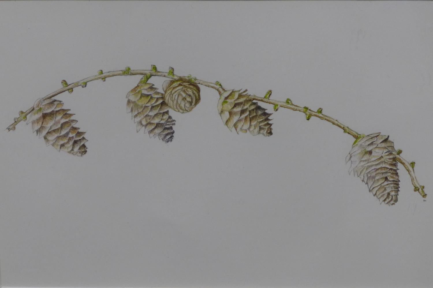 Henry Towers, 'Mill Street Larch Cones', pencil and watercolour, monogrammed in pencil to lower