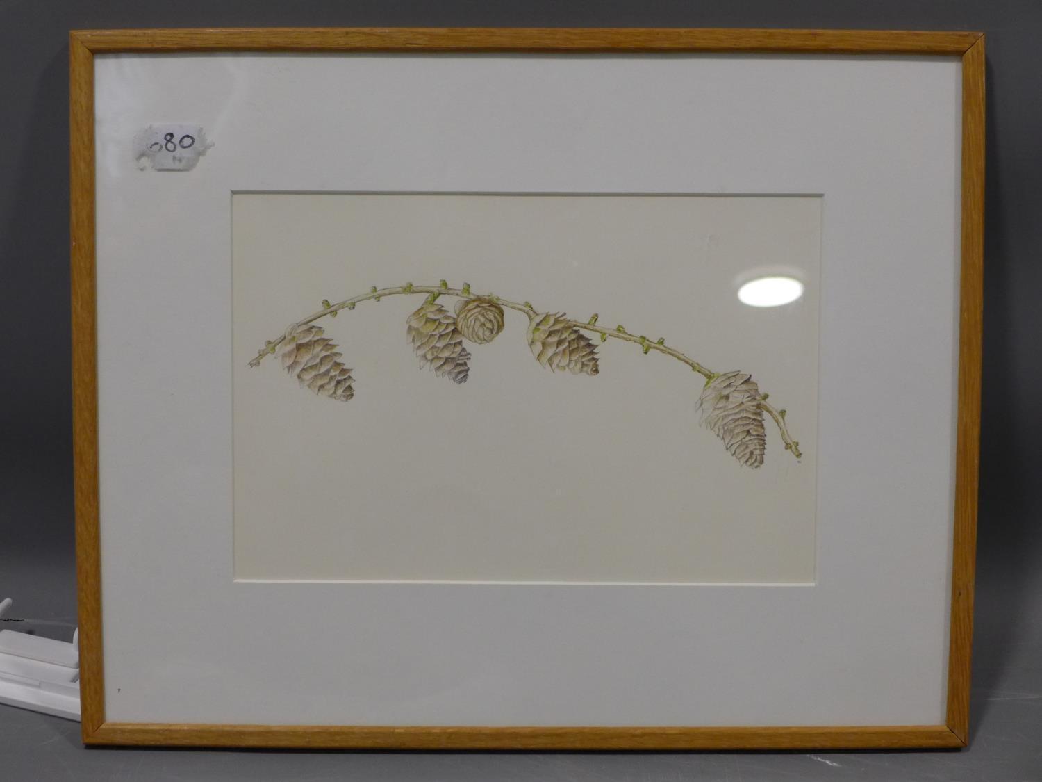 Henry Towers, 'Mill Street Larch Cones', pencil and watercolour, monogrammed in pencil to lower - Image 2 of 2