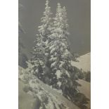 A photograph of pine trees covered in snow, calotype (?), ca. 1920s, indistinctly signed lower