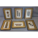 A set of 6 framed plant specimens, to include sea beans, coco twigs, cassia bark and other, each