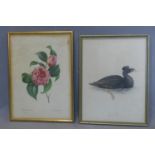 Two Coloured lithographs representing a surf scooter duck and a pink camellia, 19th century,