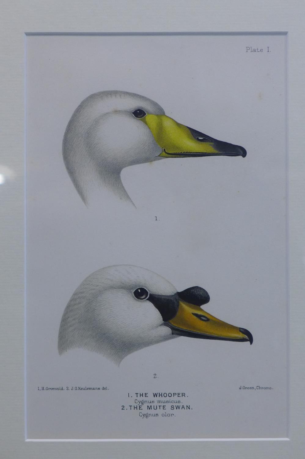 After Johannes Gerardus Keulemans (1842 ? 1912), The whooper and the mute swan, chromo-litography,