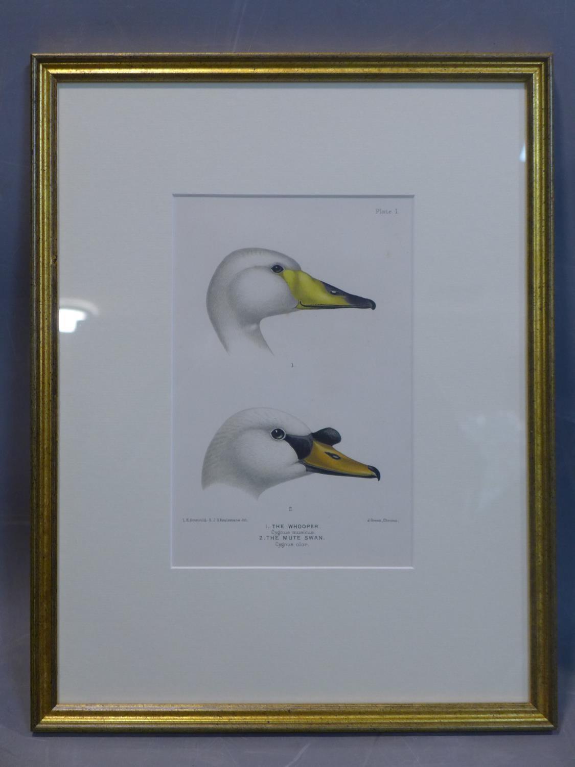 After Johannes Gerardus Keulemans (1842 ? 1912), The whooper and the mute swan, chromo-litography, - Image 2 of 2