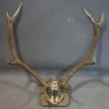 A mounted 8 point deer antler and skull