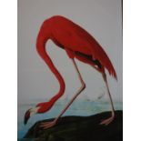 John James Audubon (1785-1851) Birds of America, flamingo, contemporary reprint on canvas, 113 x