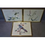Three early 20th century prints of colorful birds, framed and glazed, each 32 x 24 cm