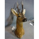A taxidermy study of a roe deer head