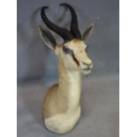 A taxidermy study of a springbok head