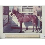 A FRAMED AND GLAZED PHOTOGRAPH OF RED RUM COMPLETE WITH SIGNATURE 'BEST WISHES RED RUM AND DON