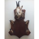 A 20TH CENTURY TAXIDERMY GUN RACK, the head and hooves set on a wooden shield style panel, H 76