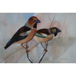 ROBERT CARTWRIGHT. Twentieth century British school, study of a male and female Hawfinch on a branch