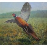 ROGER MORRIS (XXI). Pheasant taking flight, signed lower left, watercolour, unframed, 31.5 x 34 cm