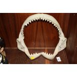 A MODEL OF A SHARK JAW