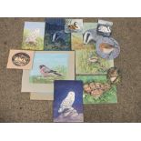 A COLLECTION OF SMALL ANIMAL STUDY WATERCOLOURS BY JOAN FIELDEN TO INCLUDE OWLS, SQUIRRELS ETC. (