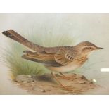 AFTER HENRIK GRONVOLD (1858-1940). Five various ornithological studies, some signed in plate,