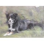 JOAN FIELDEN (XX). British school, study of a Border Collie resting in the undergrowth, see label