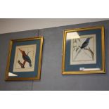 TWO VINTAGE FRAMED AND GLAZED HAND COLOURED FRENCH PRINTS OF BIRDS