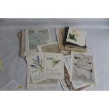 A BOX OF MISCELLANEOUS PRINTS AND WATERCOLOURS to include watercolours of floral subjects, Flower