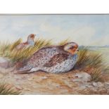 JAMES STINTON (1871-1961). A pair of partridge resting in a grassy landscape, signed lower right,