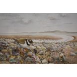 ELIZABETH WALSH (XX). English school, ringed plover and shells on a rocky shoreline, see label