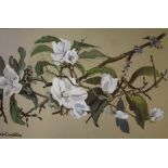 (XX). Irish school, still life study of flowers on a branch, indistinctly signed lower left, gouache
