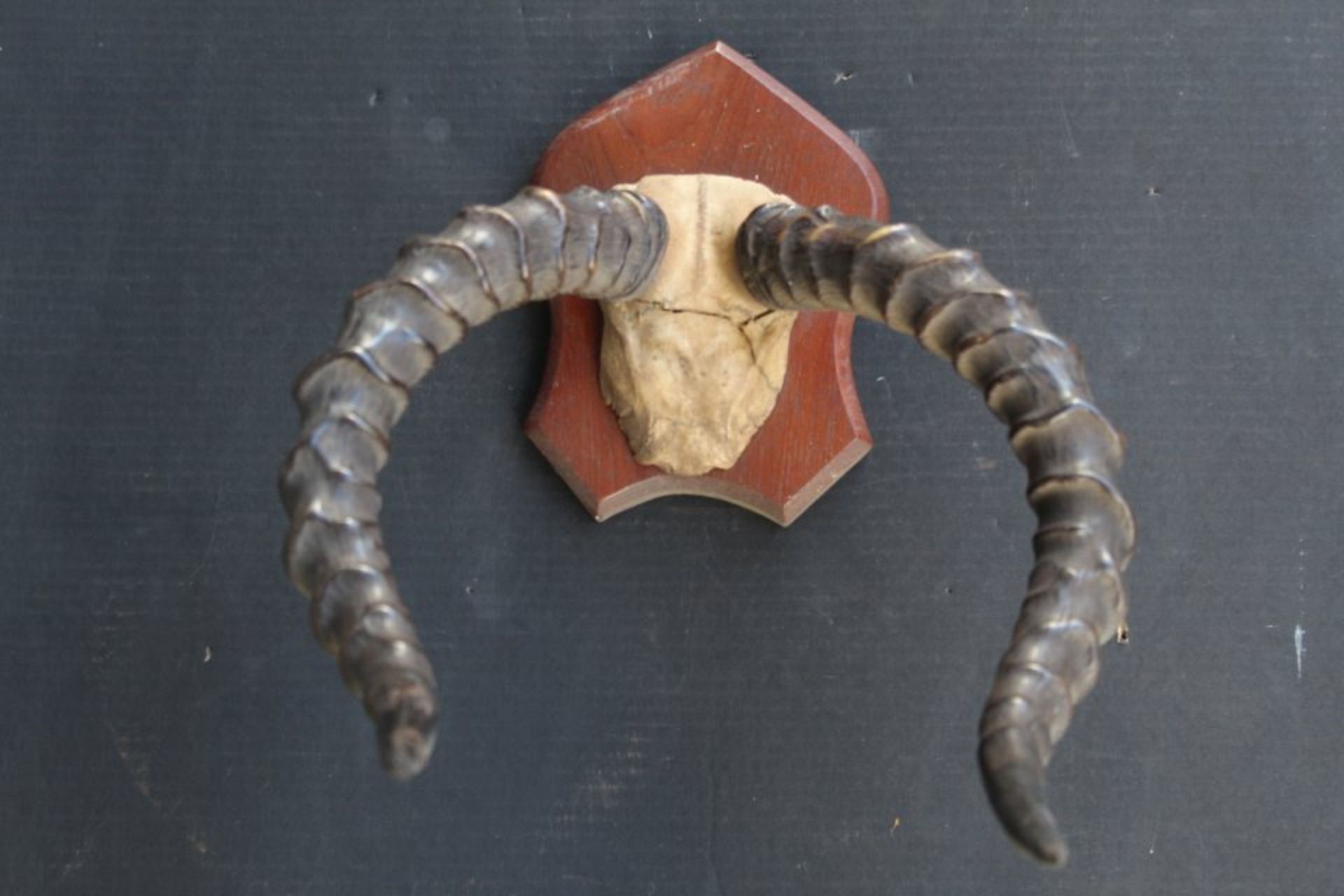Paar Kuduhörner auf Schädelplatte,k L-60 - Bild 4 aus 4