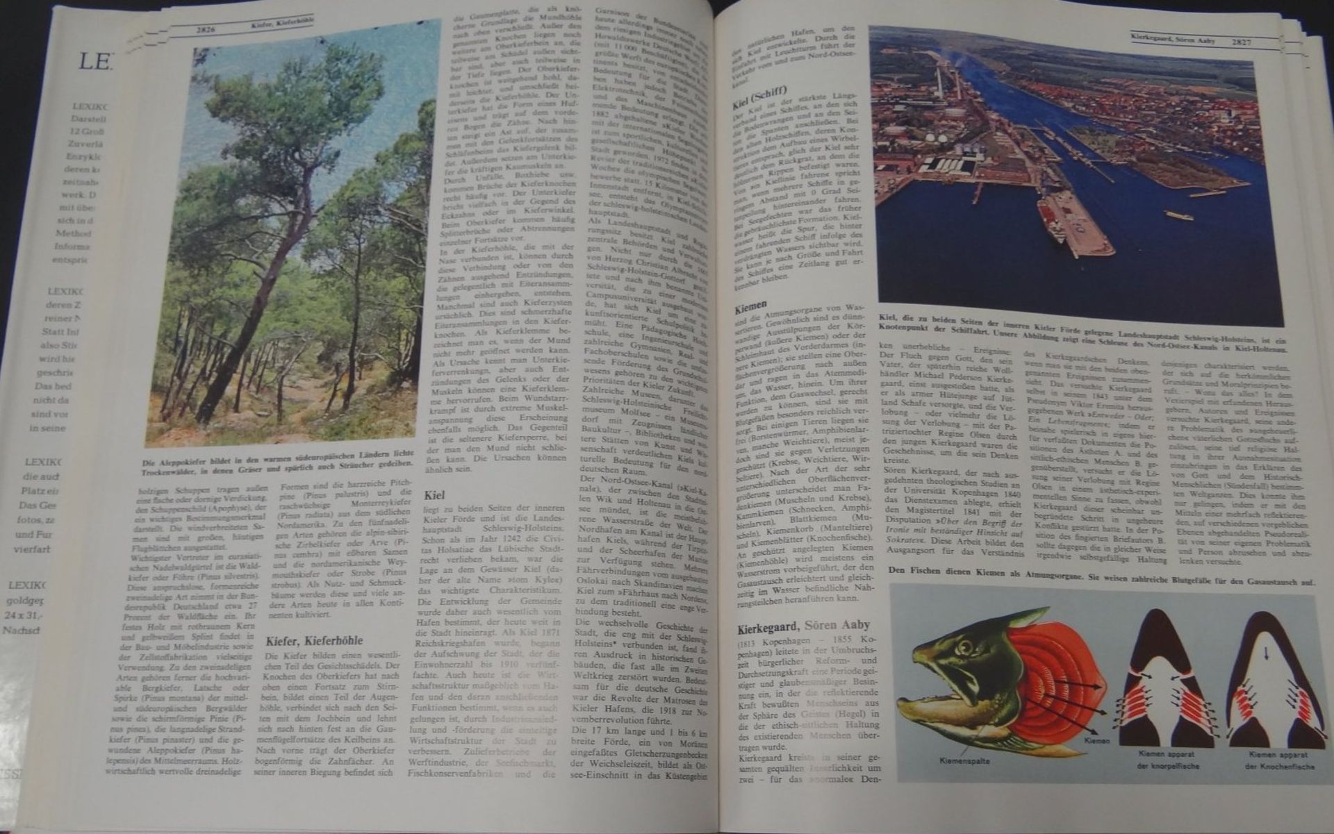Lexikon 2000 in 12 Bänden sowie 4 Ergänzungsbände, gut erhal - Bild 6 aus 6