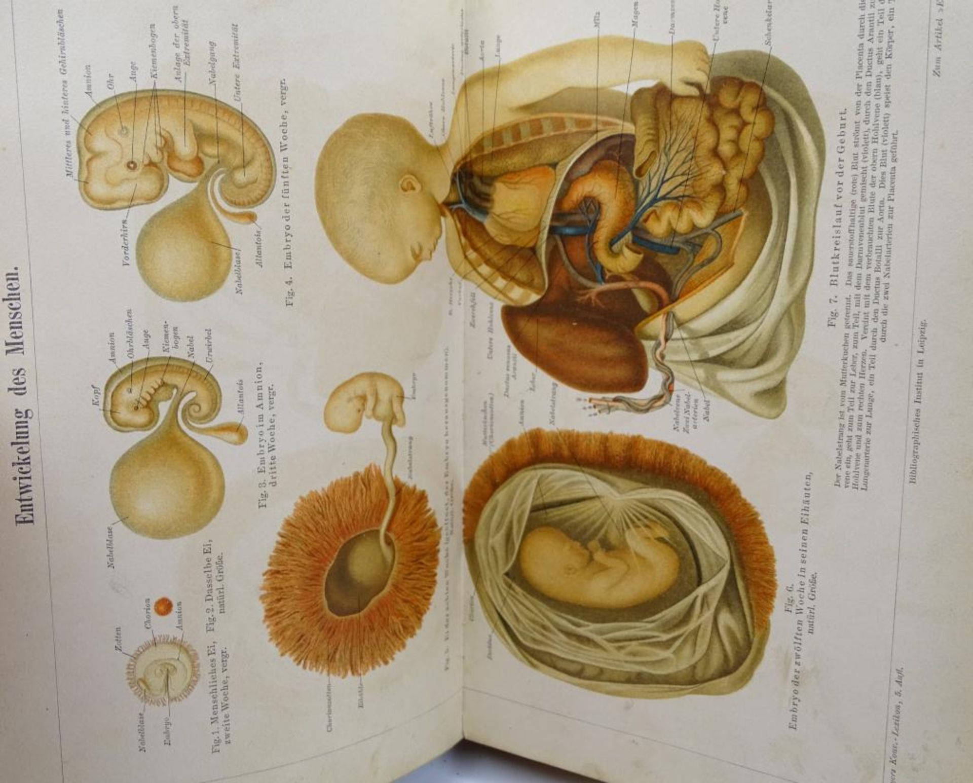 Musterbuch zu Meyers Konversationslexikon,sehr selten,Fünfte Auflage,vollständiger Einzelband,mit - Bild 4 aus 9