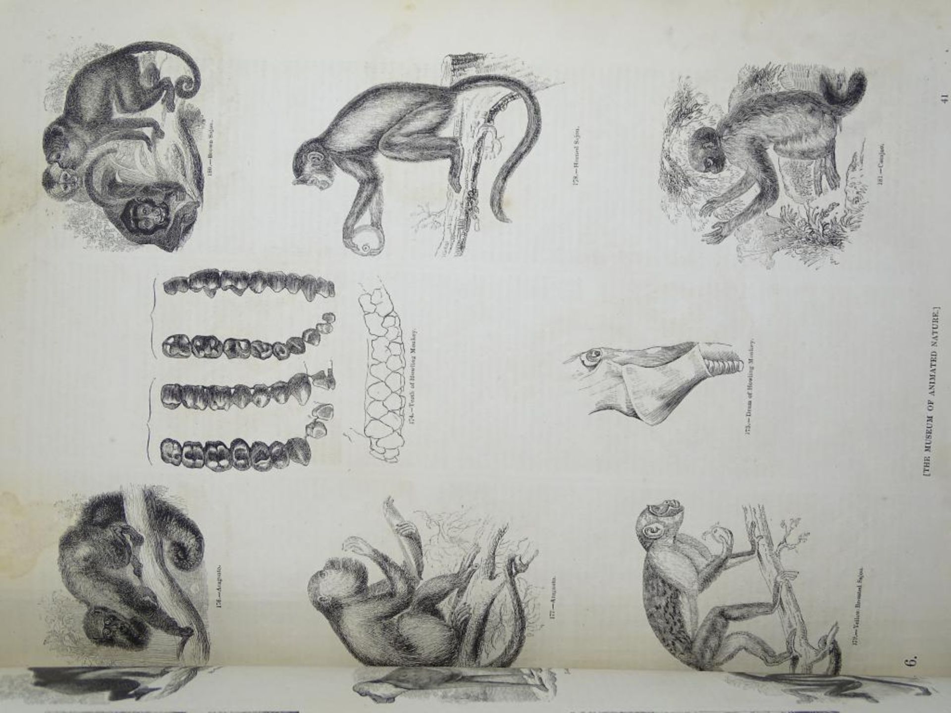Zwei Bände "Pictorial Museum of animated nature" (Bildmuseum der belebten Natur),um 1852, Band I u. - Bild 9 aus 10