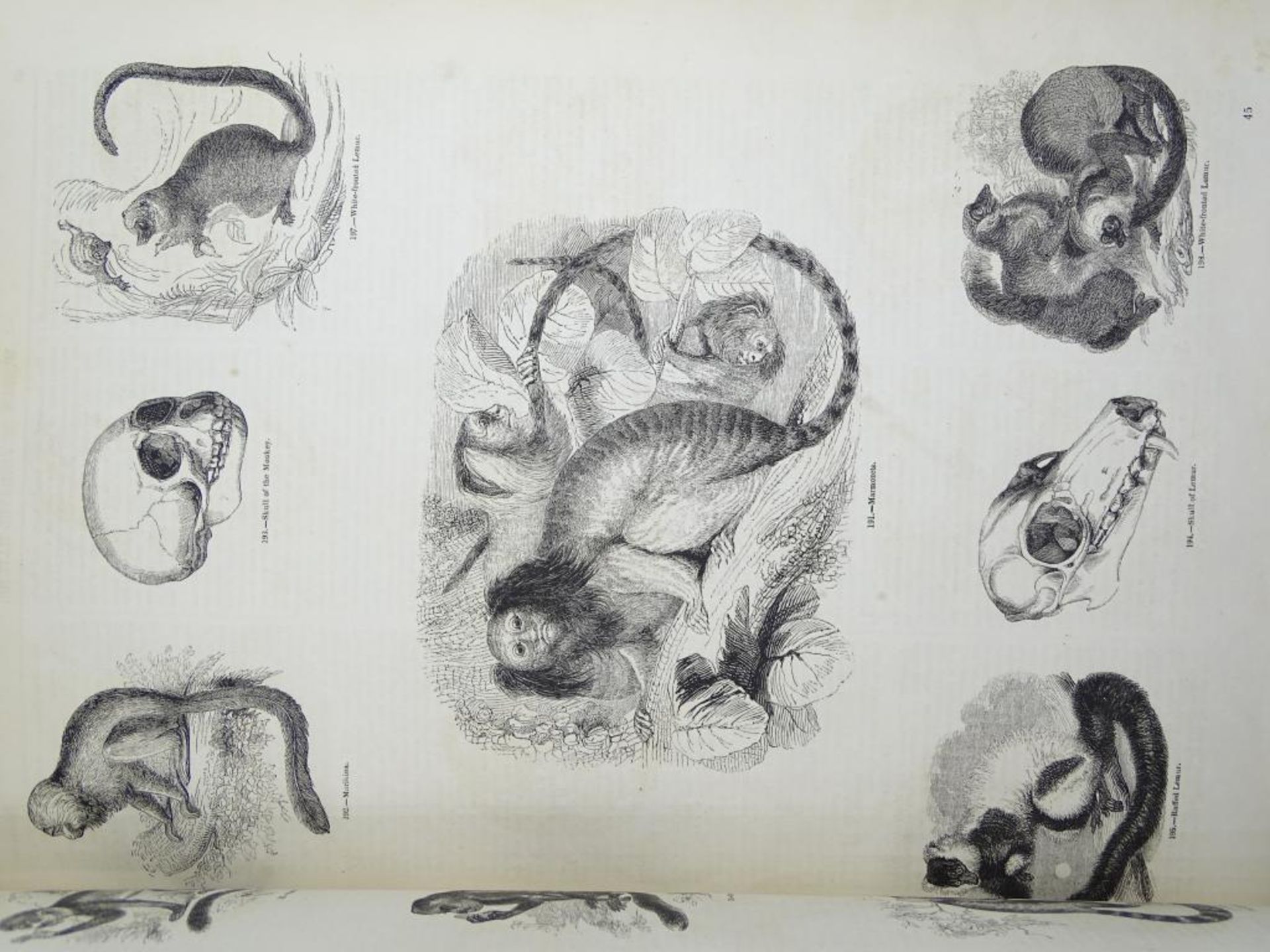 Zwei Bände "Pictorial Museum of animated nature" (Bildmuseum der belebten Natur),um 1852, Band I u. - Bild 8 aus 10