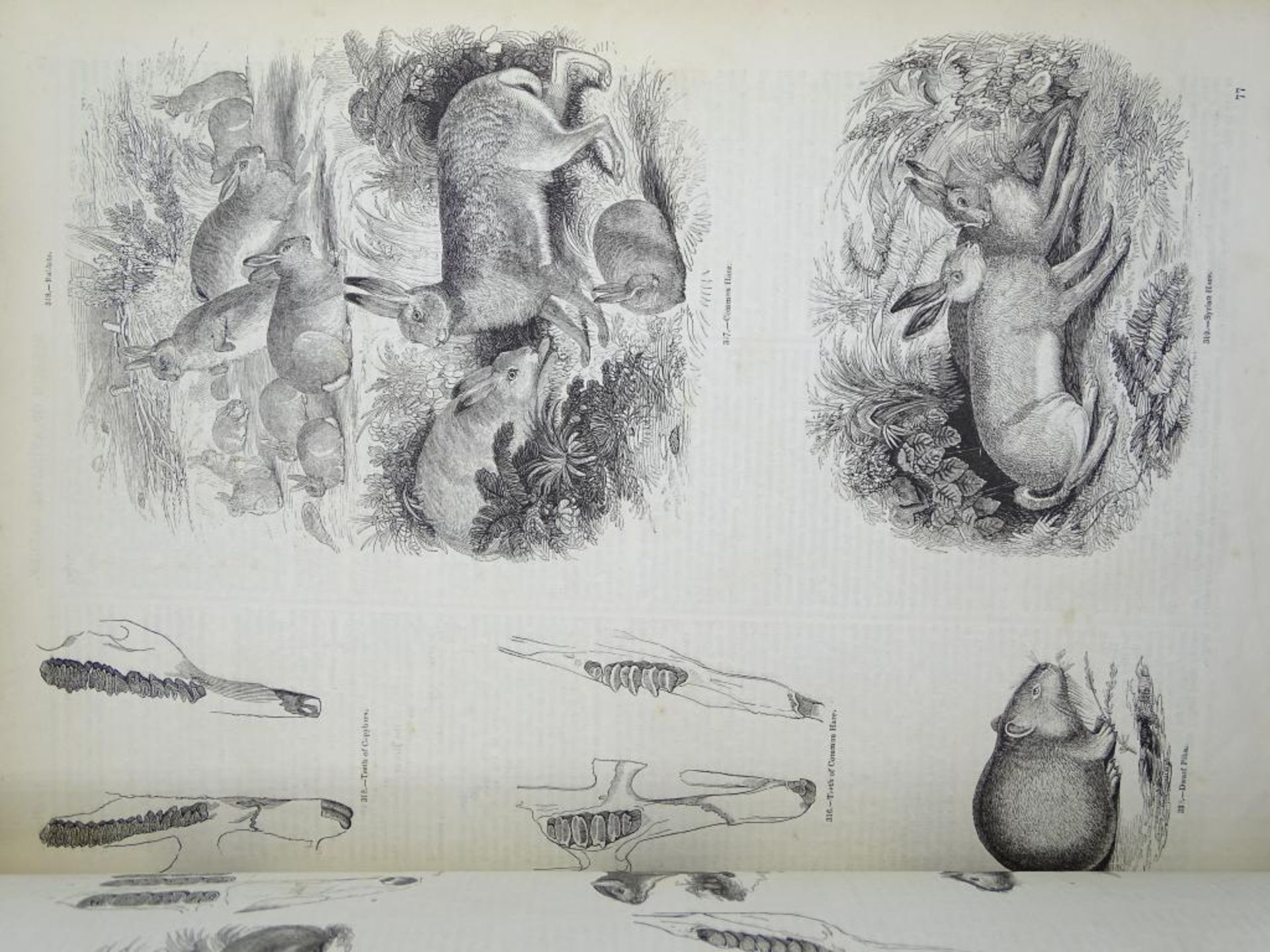 Zwei Bände "Pictorial Museum of animated nature" (Bildmuseum der belebten Natur),um 1852, Band I u. - Bild 6 aus 10