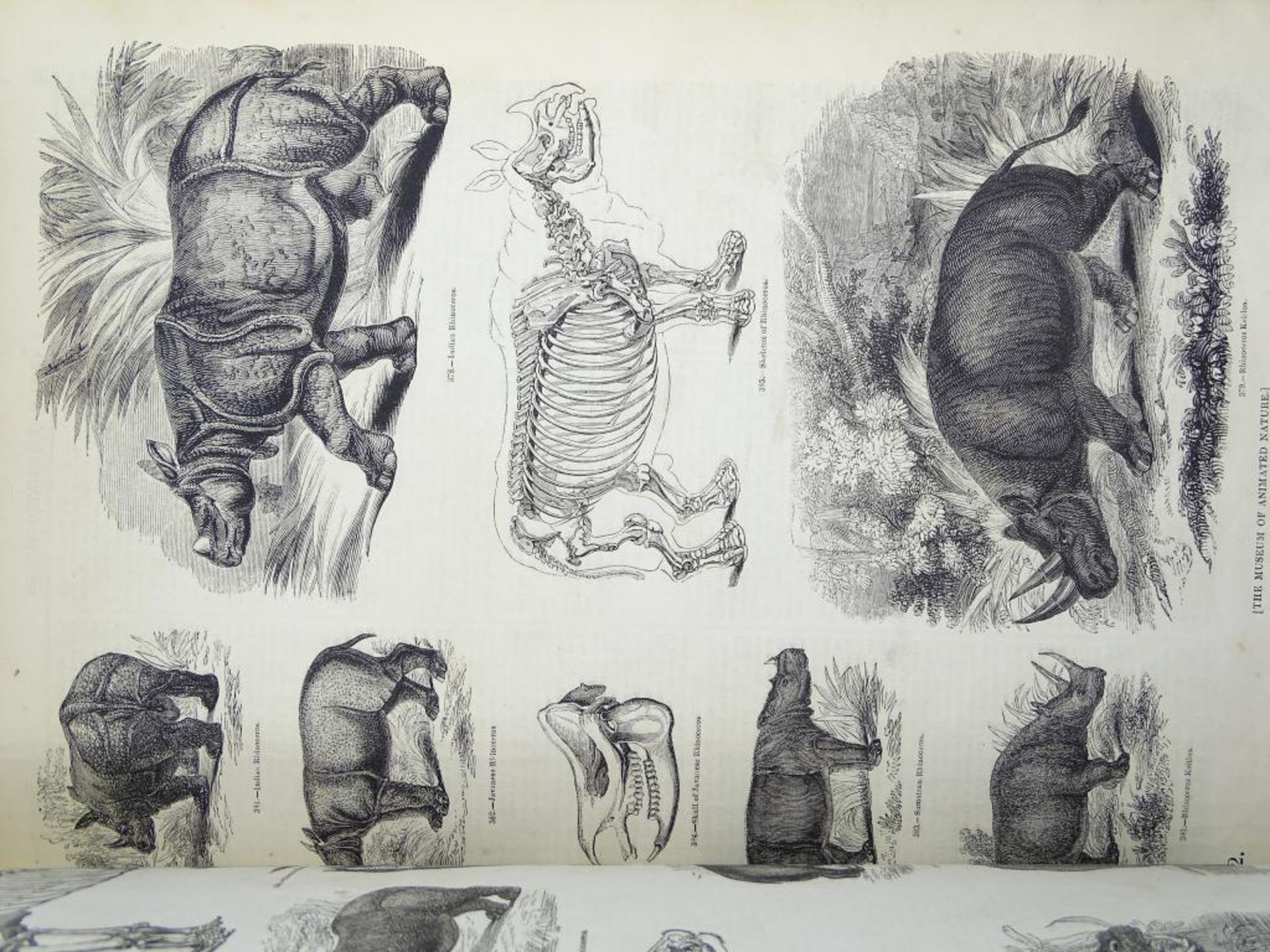 Zwei Bände "Pictorial Museum of animated nature" (Bildmuseum der belebten Natur),um 1852, Band I u. - Bild 5 aus 10