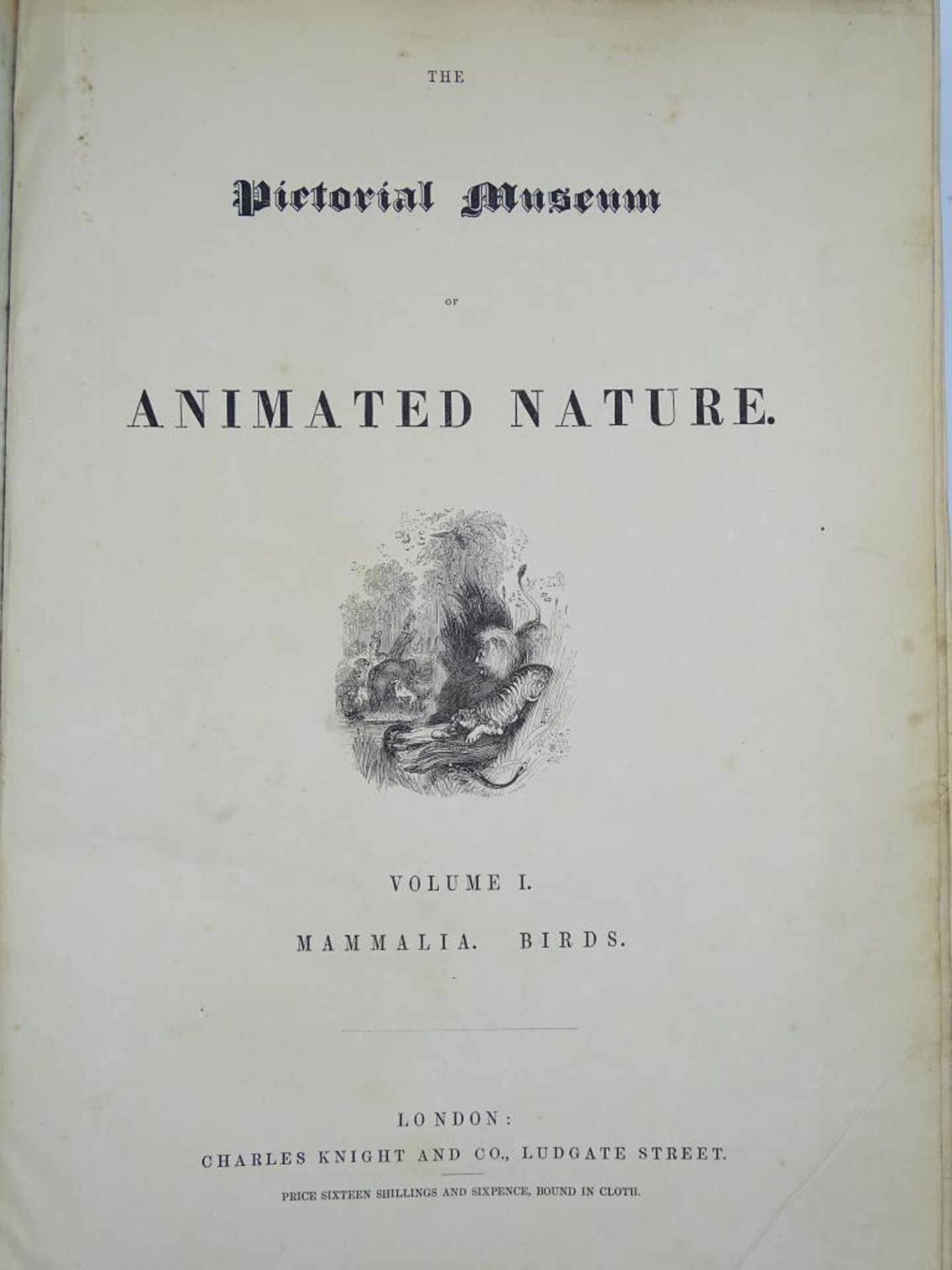 Zwei Bände "Pictorial Museum of animated nature" (Bildmuseum der belebten Natur),um 1852, Band I u. - Bild 2 aus 10
