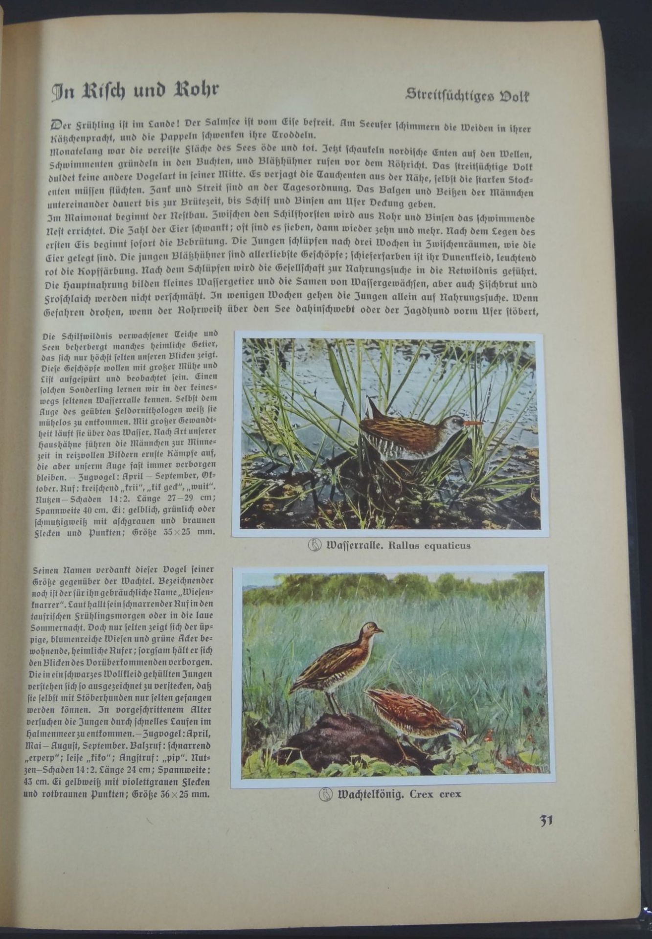 Sammelalbum "Aus Deutschlands Vogelwelt" 1936, komplett- - -22.61 % buyer's premium on the hammer - Bild 4 aus 5