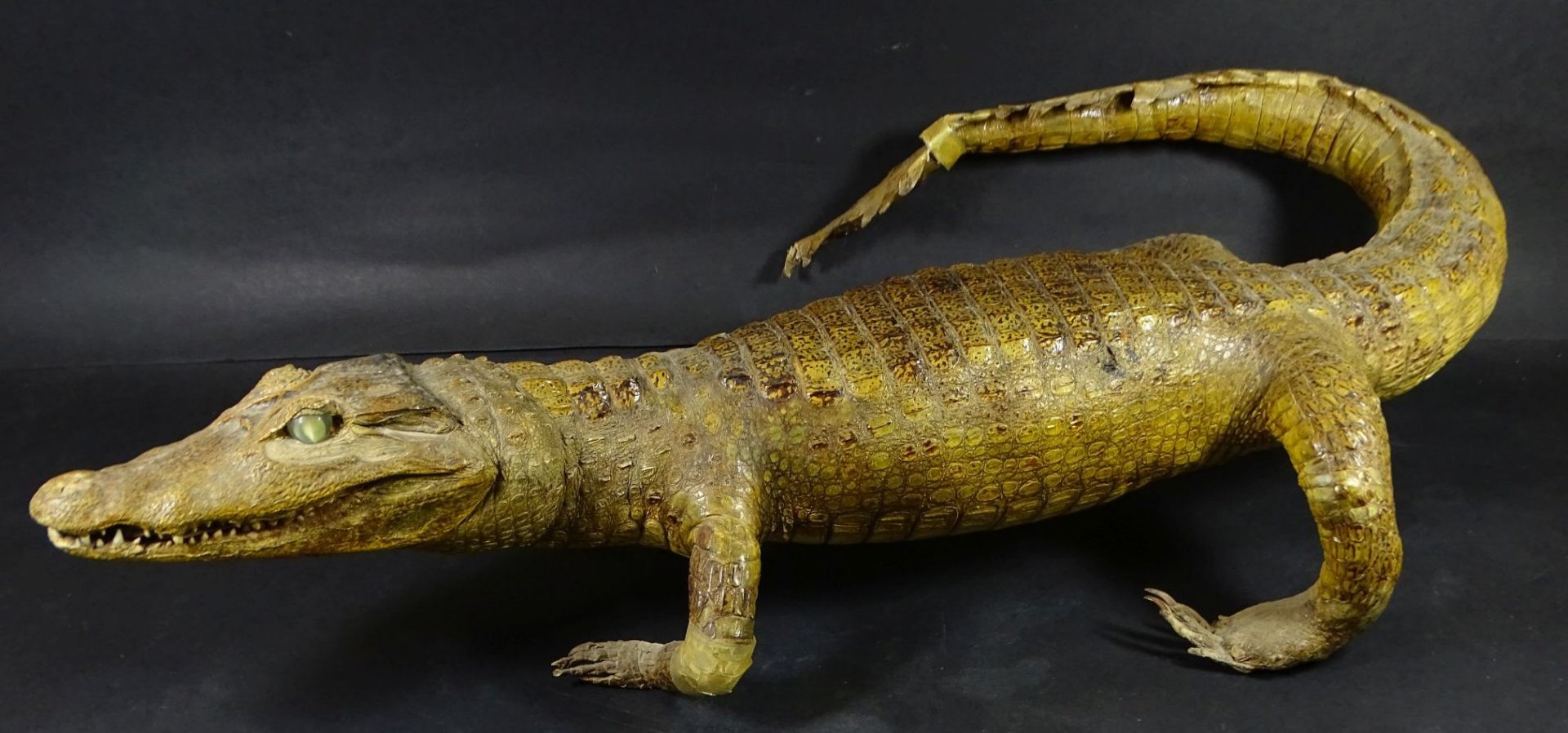 präparierter Alligator, Alters-u. Gebrauchsspuren, L-67 cm, tw. Klebestelle- - -22.61 % buyer's