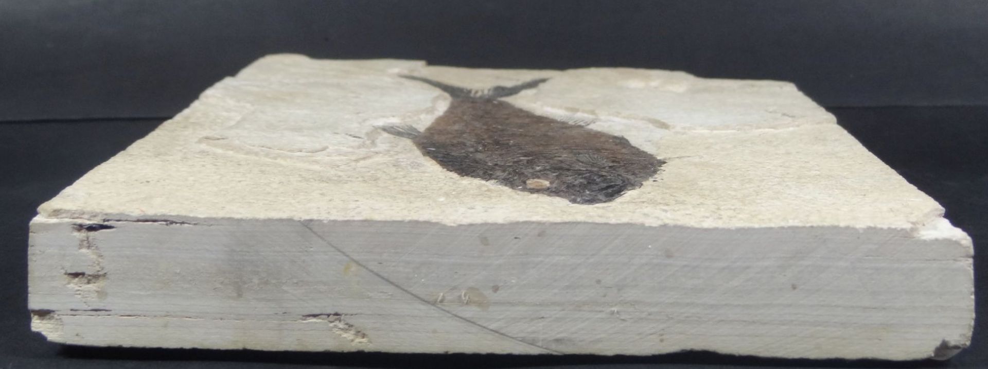 versteinerter Fisch in Steinplatte, 16,5x21,5 cm- - -22.61 % buyer's premium on the hammer - Bild 2 aus 4