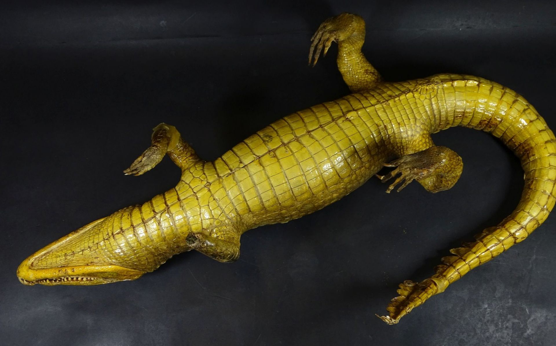 präparierter Alligator, Alters-u. Gebrauchsspuren, L-67 cm, tw. Klebestelle- - -22.61 % buyer's - Bild 4 aus 7