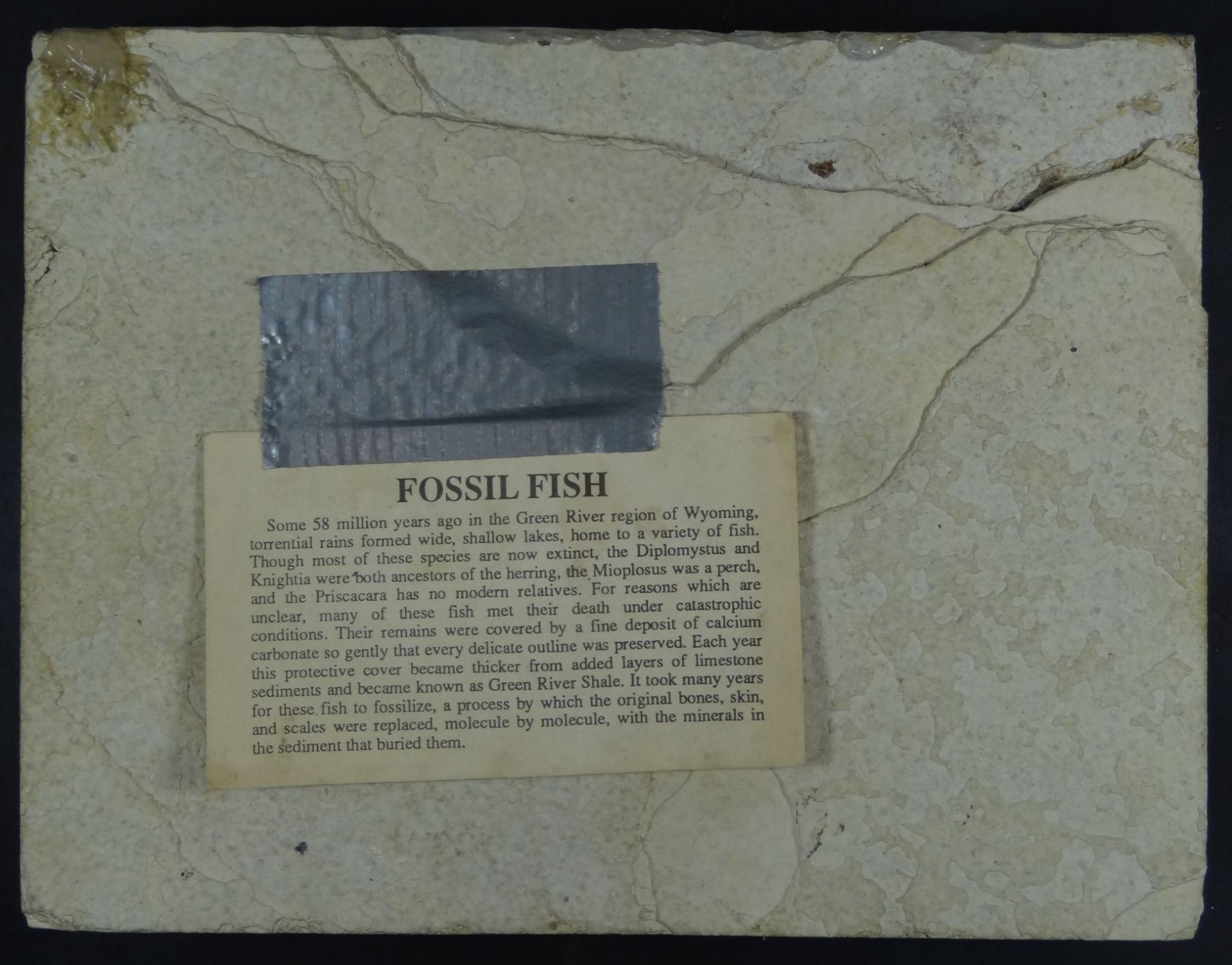 versteinerter Fisch in Steinplatte, 16,5x21,5 cm- - -22.61 % buyer's premium on the hammer - Bild 3 aus 4