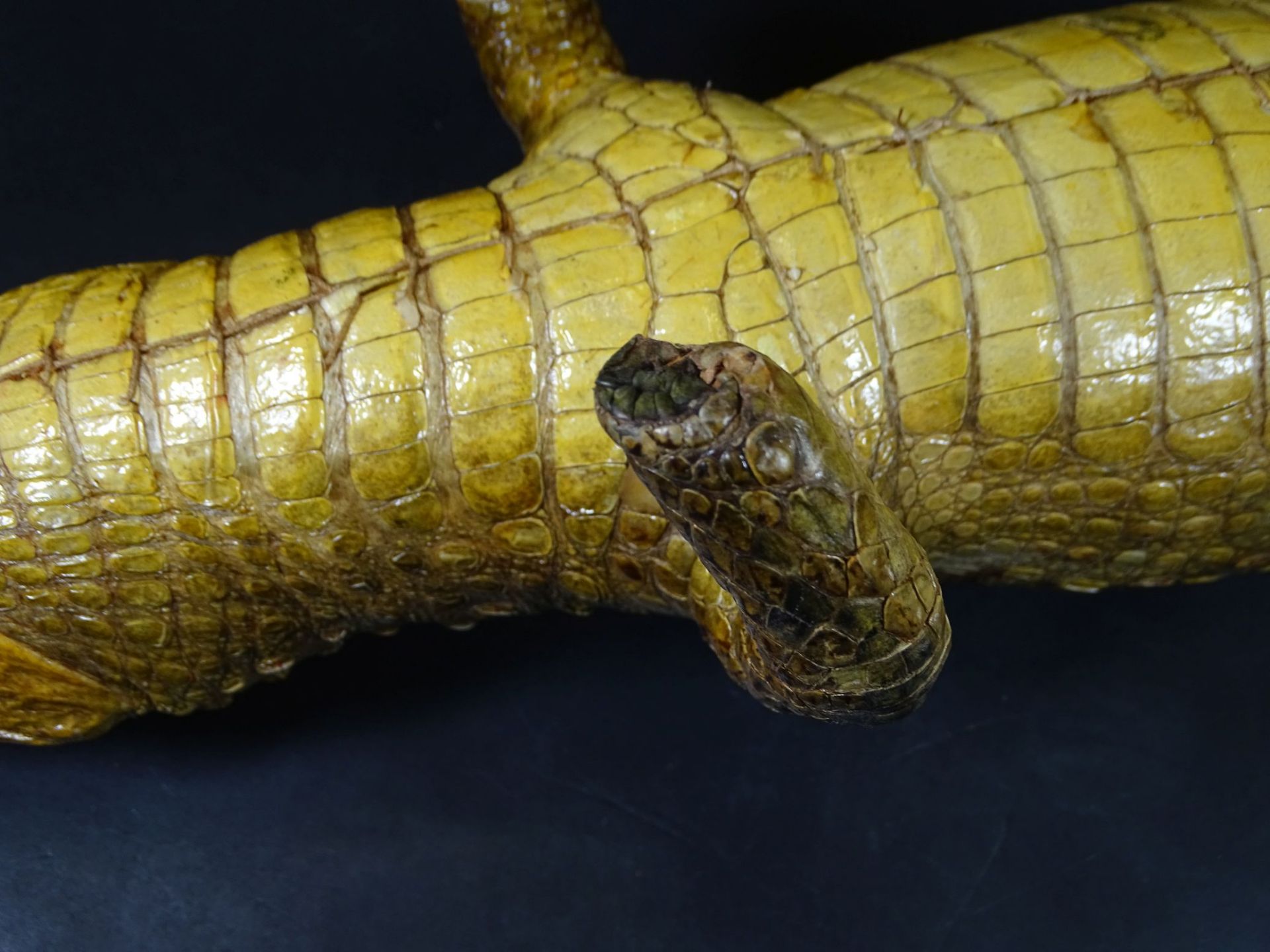 präparierter Alligator, Alters-u. Gebrauchsspuren, L-67 cm, tw. Klebestelle- - -22.61 % buyer's - Bild 6 aus 7