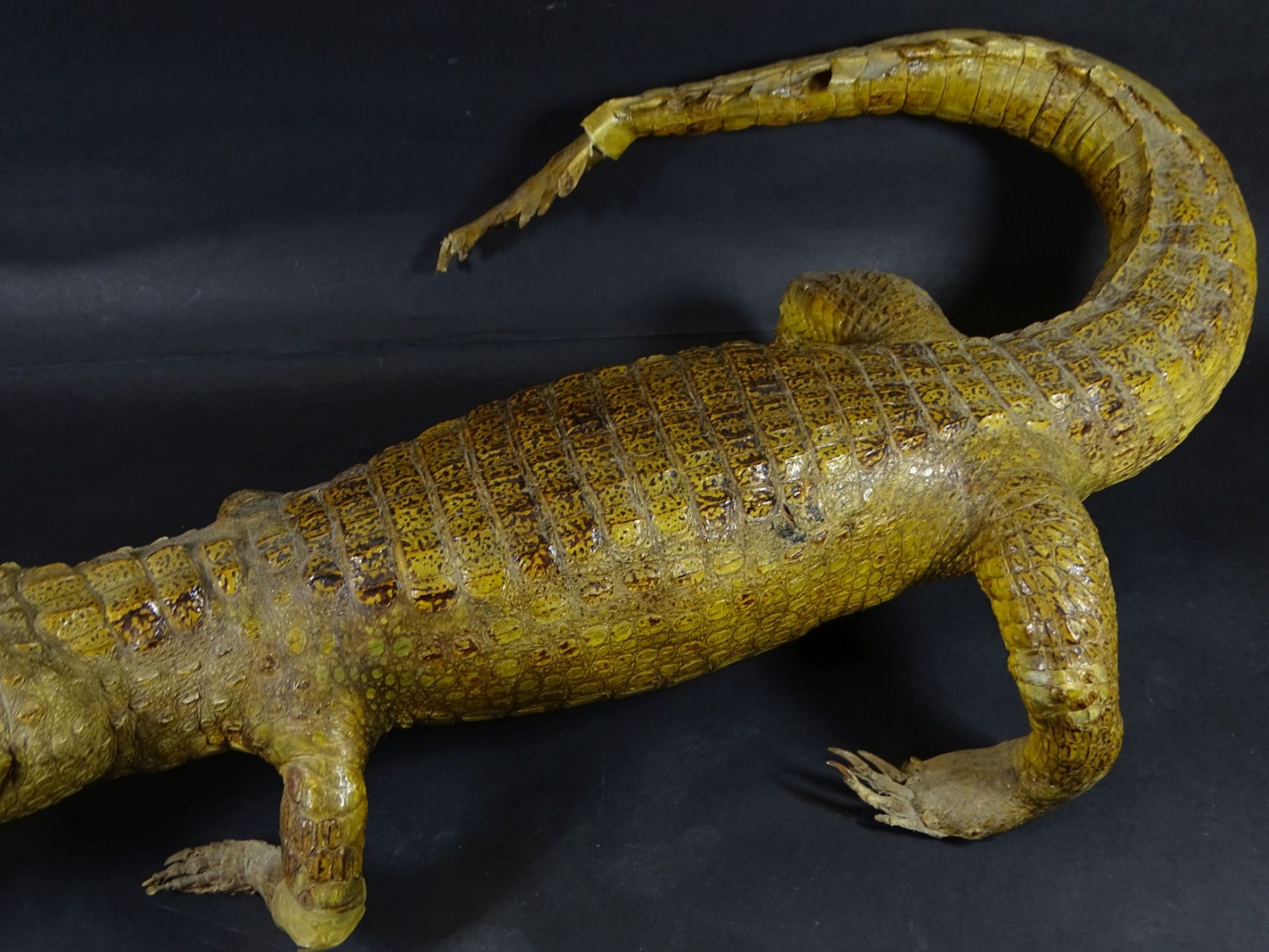 präparierter Alligator, Alters-u. Gebrauchsspuren, L-67 cm, tw. Klebestelle- - -22.61 % buyer's - Bild 3 aus 7
