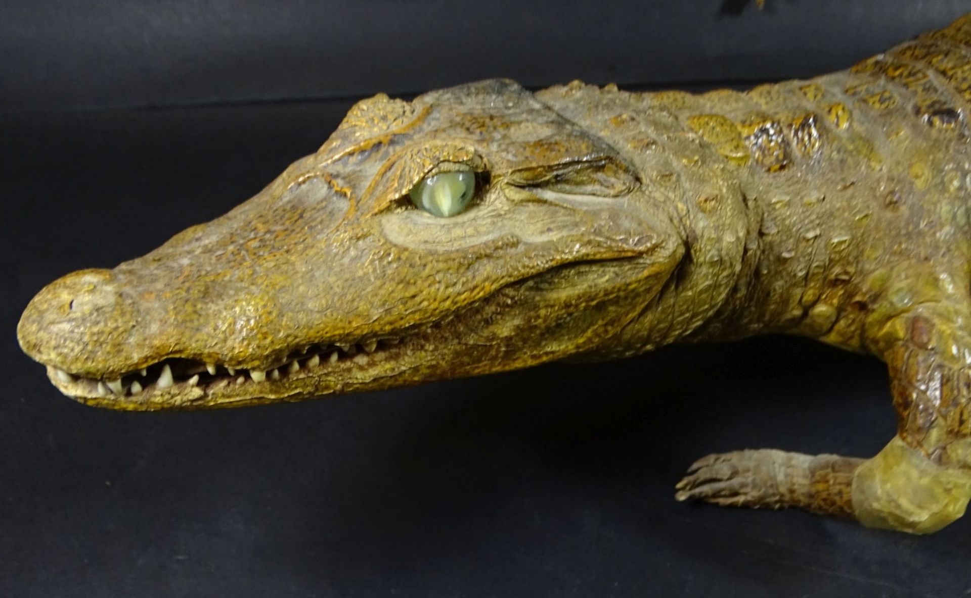 präparierter Alligator, Alters-u. Gebrauchsspuren, L-67 cm, tw. Klebestelle- - -22.61 % buyer's - Bild 2 aus 7