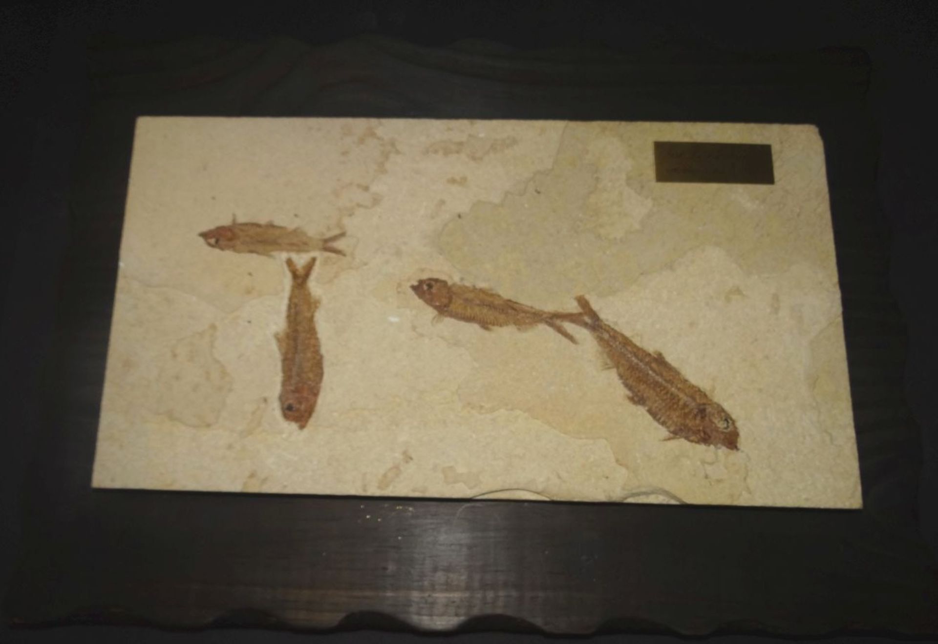 Platte mit versteinerten Heringsfischen auf Holzplatte, ca. 50 Mill. Jahre alt, Fundort Wyoming,